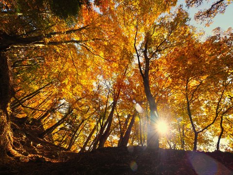 Japanese Autumn Mountain Photography