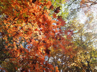 Japanese Autumn Mountain Photography