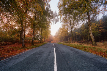 Obraz premium Autumn Fall middle of the road in a forest 