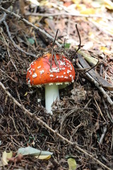 Mushroom