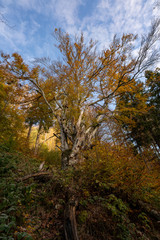Obraz premium Wasserfall im Schwarzwald