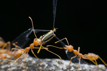 macro close up ants bite carcass and helping to transport food 