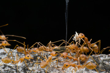 Ants are helping to transport food