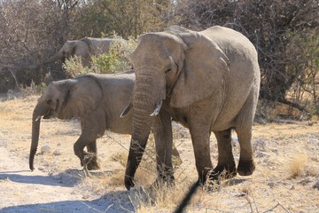 Fototapeta premium mother and baby elephant