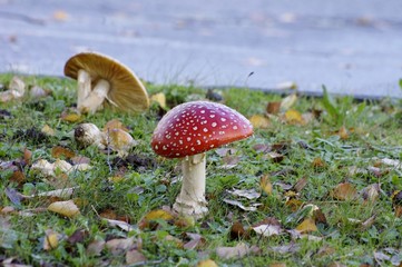 Une amanite tue-mouches