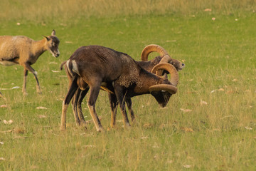 mouflon grazing in a green meadow