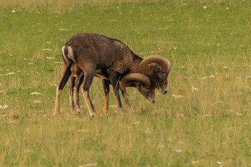Naklejka na ściany i meble mouflon grazing in a green meadow