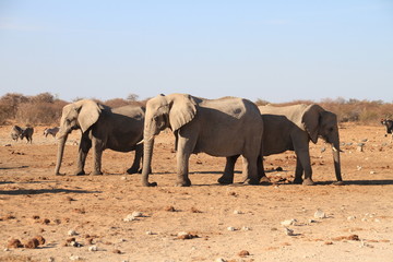 Fototapeta premium herd of elephants Etosha Nationalpark Namibia 
