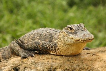 American alligator (Alligator mississippiensis) having a rest on the stone. America alligator with green background in Florida Everglades National park.
