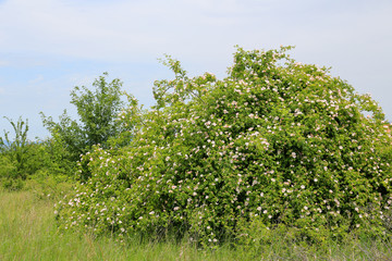 Agrarlandschaft: Üppig blühende Heckenrosen am Rande einer Obst Wiese 