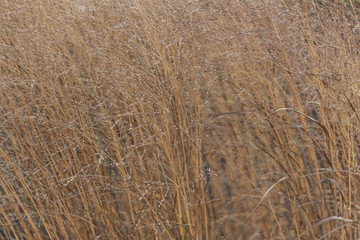 Background of decorative golden ears of corn in a field