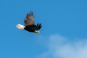 An American Bald Eagle in flight with blue sky and clouds.