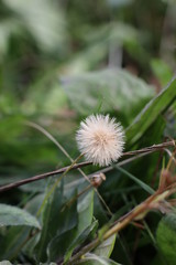 dandelion in the grass