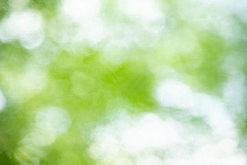 Out of focus blurred of green leaf nature under sunlight with bokeh and copy space using as background natural plants landscape, ecology wallpaper concept.