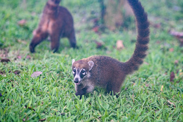 Coatis playing in grass in Mexico