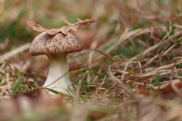 Tasty edible big mushroom in a beautiful autumn forest among moss and grass, close up