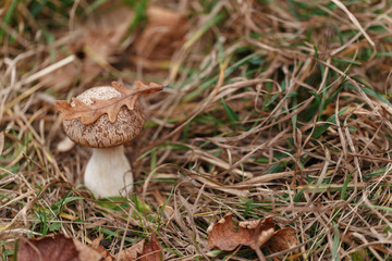 Tasty edible big mushroom in a beautiful autumn forest among moss and grass, close up