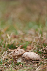 Tasty edible big mushroom in a beautiful autumn forest among moss and grass, close up