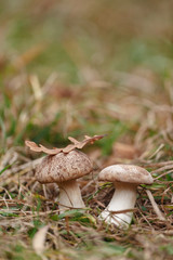Tasty edible big mushroom in a beautiful autumn forest among moss and grass, close up
