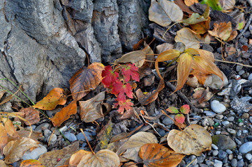 autumn leaves on the ground
