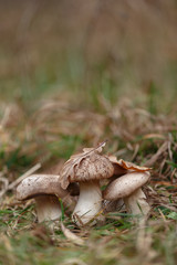 Tasty edible big mushroom in a beautiful autumn forest among moss and grass, close up