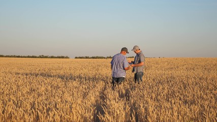 Naklejka na ściany i meble farmer and businessman with tablet working as a team in field. agronomist and farmer are holding a grain of wheat in their hands. Harvesting cereals. business man checks the quality of grain.