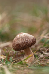 Tasty edible big mushroom in a beautiful autumn forest among moss and grass, close up