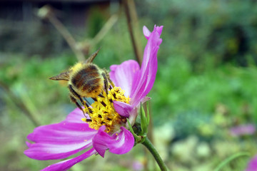 Ackerhummel an Schmuckkörbchen