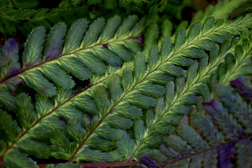 background of green leaves sweden