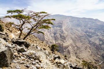 View from Jebel Shams Mountain in Oman