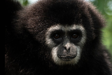 Gibbons sauvages à mains blanches dans la forêt équatoriale, portraits et marche