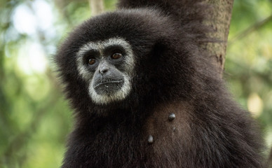 Gibbons sauvages à mains blanches dans la forêt équatoriale, portraits et marche