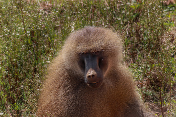 papiones enjoying in their territory