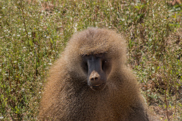 papiones enjoying in their territory