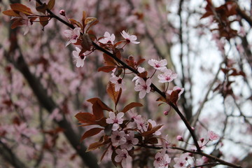 Pink flowers
