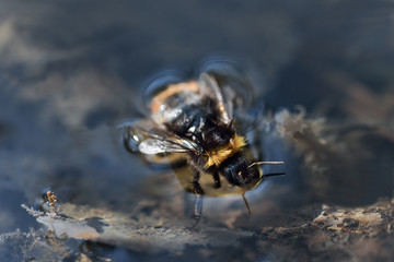 bee on flower stockholm, sweden