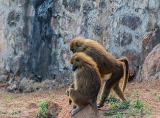 papiones enjoying in their territory