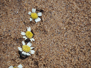 Fototapeta na wymiar Little flowers on sand background. Copy space for text.