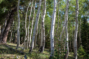 High altitude groves of Quaking Aspen trees grow on the Wheeler Peak area of the Great Basin National Park, Nevada