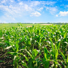 Green corn field and bright blue sky.