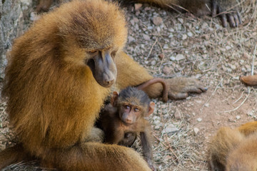 papiones enjoying in their territory
