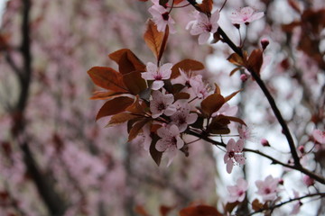 Pink flowers