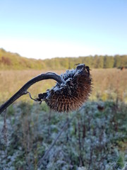 vereiste sonnenblumen