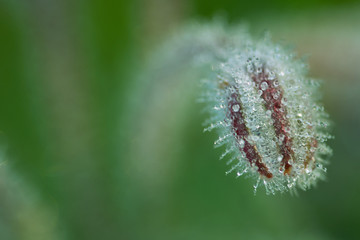 Flower bud covered with dew drops on green background.