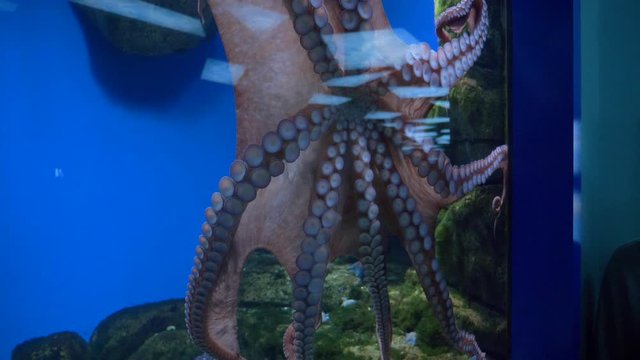 octopus swims in a large aquarium in the aquarium of Moscow