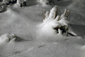tree, branches,  on snow sweden, nacka , stockholm europe
