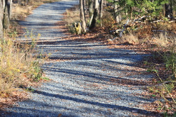 Light Stripes on Forest Path