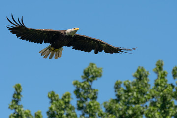 An American Bald Eagle in flight with with wings spread.