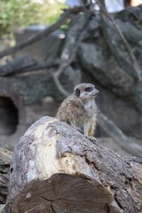 meerkat on a rock