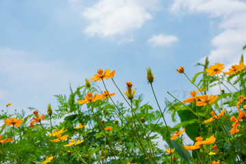 yellow flower field under blue sky